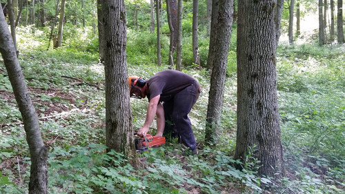 Food Plots.jpg