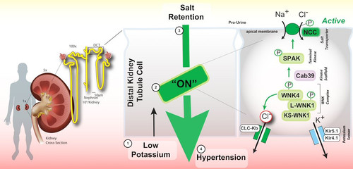 potassium2531.jpg