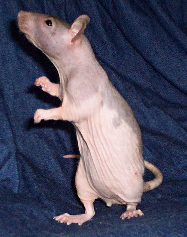 Hairless rat Lhassa.jpg