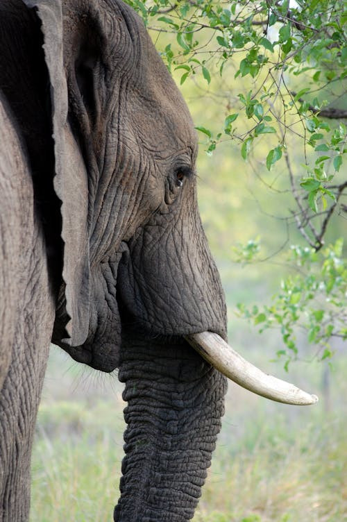 elephant tusk ivory animal 53125.jpg