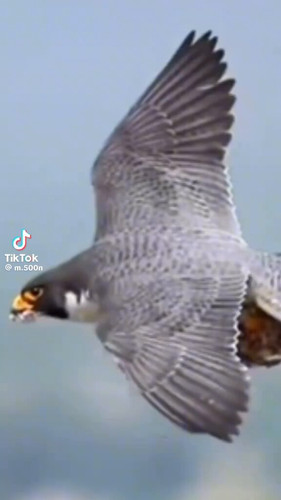 i5Gh5JpiyBl kf2E.jpg