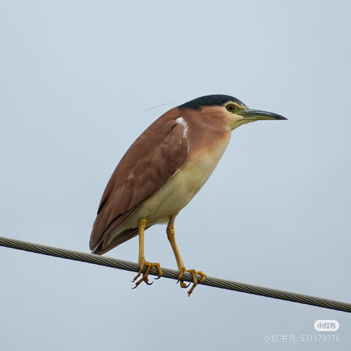 Camera XHS 17515619289101040g008311gr9kepmk005n128n81l3dthou4ecg.jpg