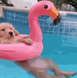 pero piscina.gif
