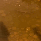 copy AC29B6F5 298E 4911 B8CB F0958DB4D89C.gif