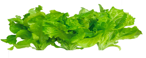 lettuce.png