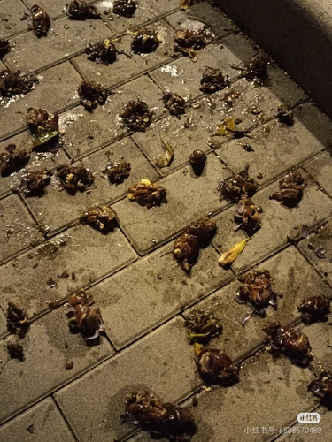 Camera 1040g3k031jf58sms323g5p0gl3inu64ddnb35co.jpg