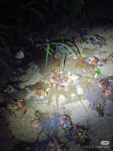 Camera 1040g3k031ivn6sdfhe4g5p0gl3inu64dlerp7vg.jpg