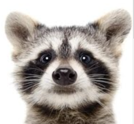 mapacho Jose Antonio Bolanos.png