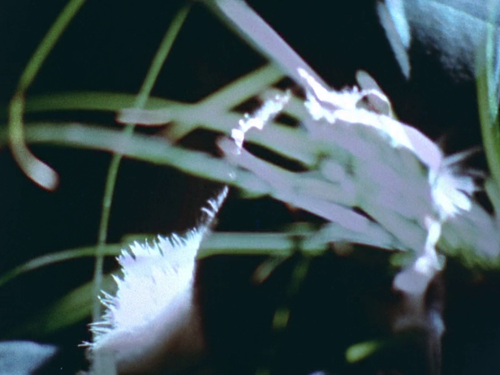 vlcsnap 2025 07 03 21h33m33s929.png