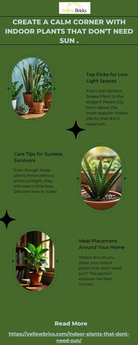Create a Calm Corner with Indoor Plants That Don’t Need Sun ..jpg
