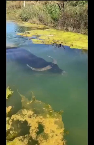 JAsHvMn j3pxNb50.jpg