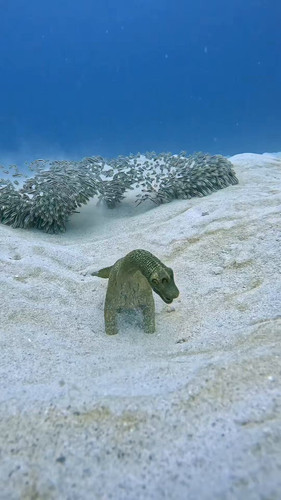 q30WkBrH 7Zlej G.jpg