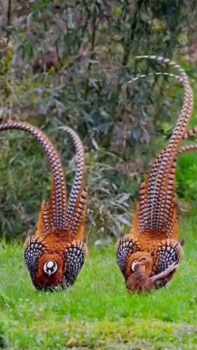 L eDXMAlWv5VI11k.jpg