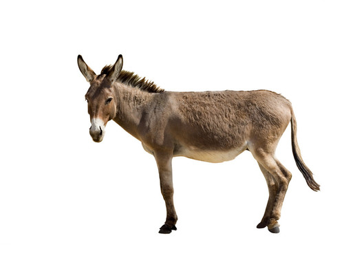 mule noun 002 24203.jpg?version=5.0.jpg