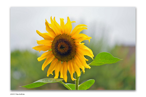 Blinded by the light.jpg