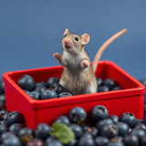 www.naked-ai.art - A red box of blue berries with a rat dancing inside