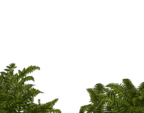 ferns.png