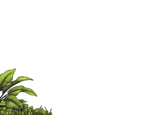 RainforestShrubsL.png