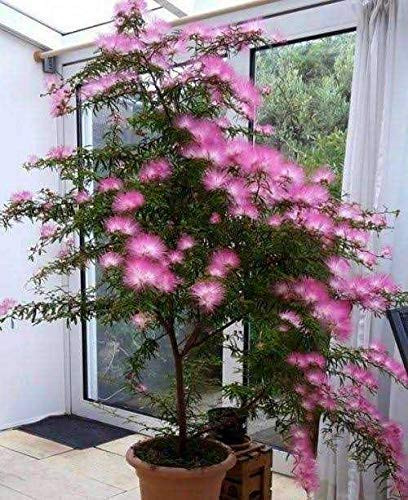51uSVHiBQ+L.jpg