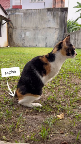 pWSiVOok2bTWY Q6.jpg