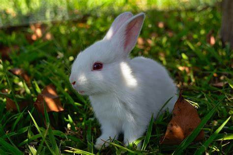 rabbit.jpg