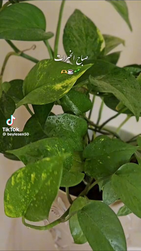hcYLteL3G4NEOaWZ.jpg