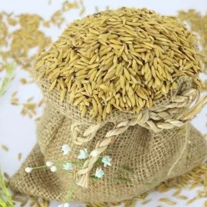 pusa 1728 srajan agro rice basma.jpg
