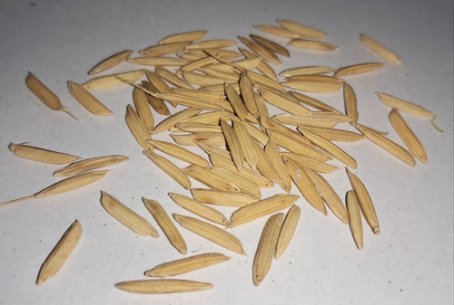 pusa basmati 1718 paddy seed.jpg