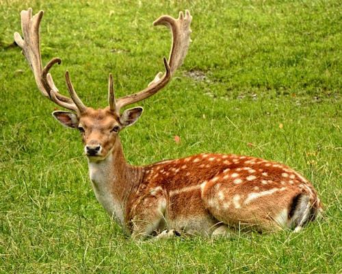 antler antler carrier fallow deer hirsch.jpg