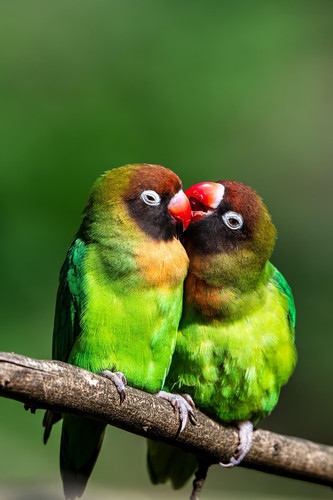 parakeets 9190236 1280.jpg