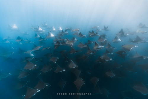 ACH07100 已增強 雜訊減少 2.jpg