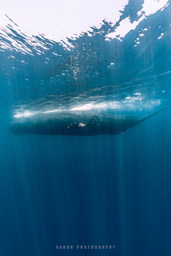 ACH06573 已增強 雜訊減少 編輯.jpg