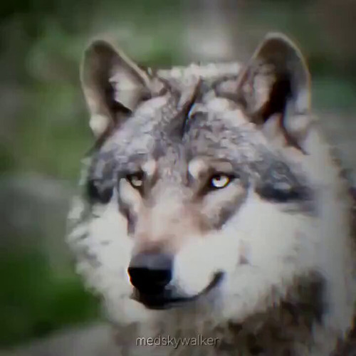 GWry7Zx gvUeiK3z.jpg