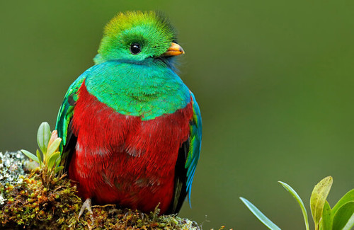 BOTW Homepage Thumbnail Resplendent Quetzal Ondrej Prosicky Shutterstock.jpg
