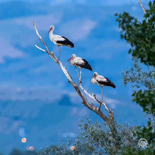 jR r4WHUbf6VIfHm.jpg