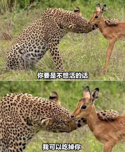 四战堍暗部卡代餐1.jpg
