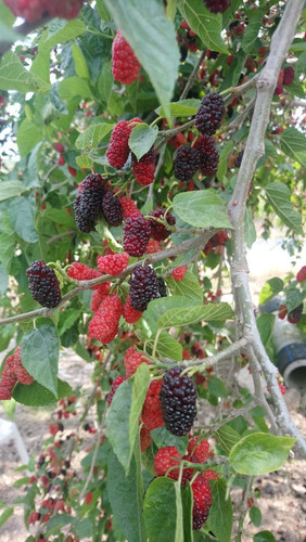 Mulberry Delight Elegance .jpg