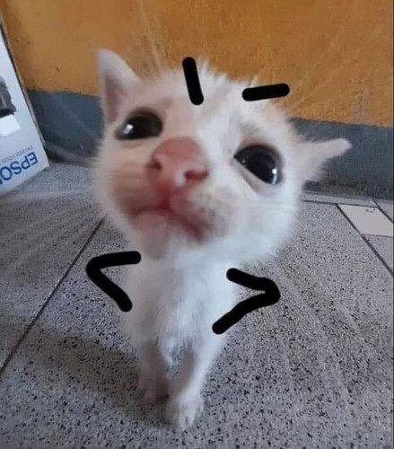 silly cat angry meme funny cute adorable kitty meow.jpg