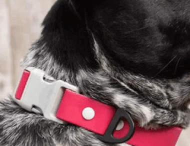 Best Waterproof Dog Collar in Virginia – My Pawsy Forever.gif