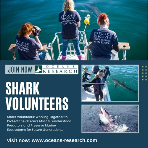 Shark Volunteers.jpg
