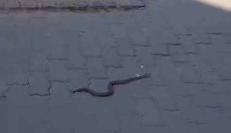 INCIDENT U CENTRU KRAGUJEVCA: Zmija ujela prolaznika nadomak kafane Balkan! (FOTO+VIDEO)