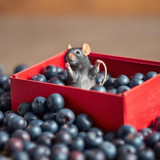 www.naked-ai.art - A red box of blue berries with a rat dancing inside