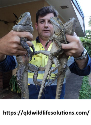 QD Wildlife Solutions.jpg