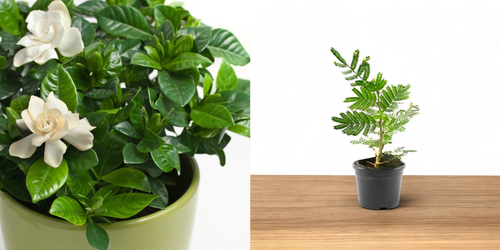 shami plant imageonline.co merged.png