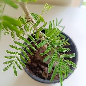 41Z9o54nWSL. AC UF350,350 QL80.jpg