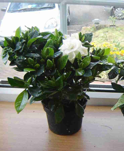 pp000216 1 nurserynature origina.jpg