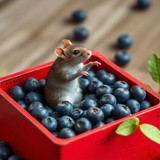 www.naked-ai.art - A red box of blue berries with a rat dancing inside