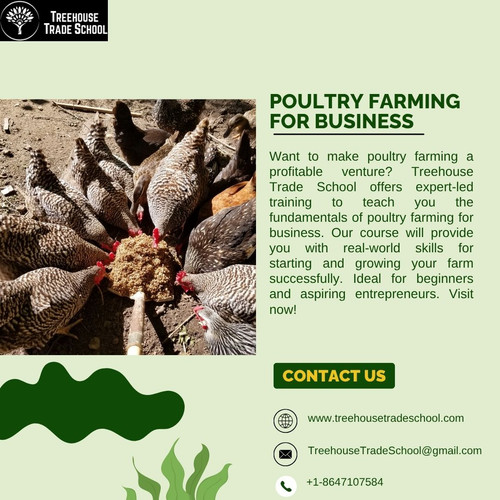 How Can You Start Poultry Farming for Business the Right Way (2).jpg