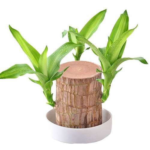 Qeortohers Brasilianische Holzpflanze, Glücksbambuspflanze, brasilianisches Holz, Pflanzendekoration.jpg