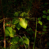IMG 2438a1
